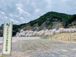 開花状況：3月31日