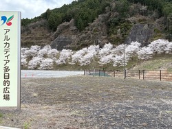 開花状況：4月2日