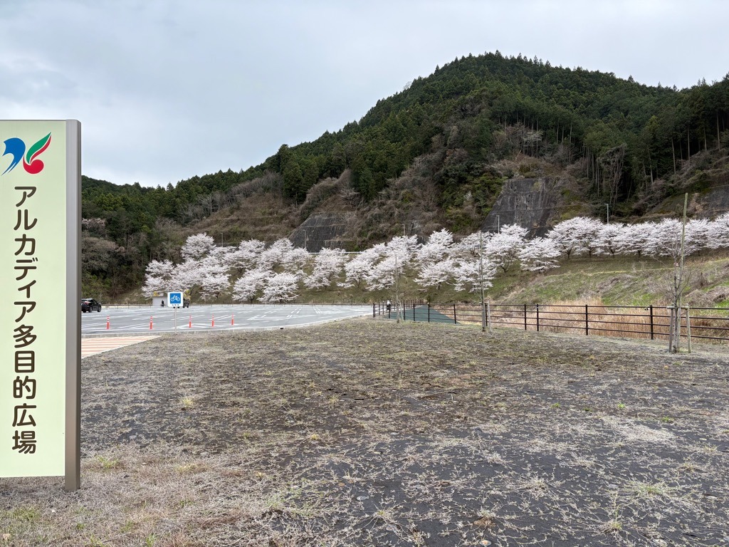 開花状況：4月4日