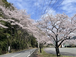 アルカディア20260326