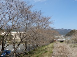 3月22日のアルカディア南部総合公園の桜の開花状況