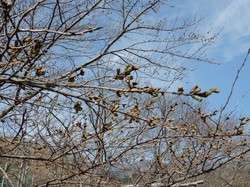 3月22日のアルカディア南部総合公園の桜の開花状況