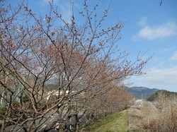 3月25日のアルカディア南部総合公園の開花状況