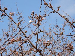 3月25日のアルカディア南部総合公園の開花状況