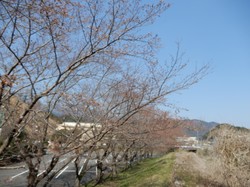 3月27日のアルカディア南部総合公園の桜の開花状況