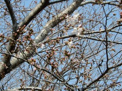 3月27日のアルカディア南部総合公園の桜の開花状況