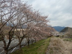3月29日のアルカディア南部総合公園の桜の開花状況