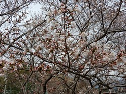 3月29日のアルカディア南部総合公園の桜の開花状況