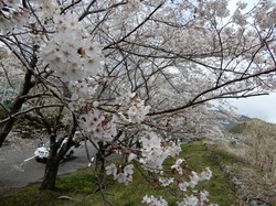 4月1日のアルカディア南部総合公園の桜の開花状況