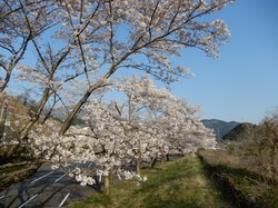 4月3日アルカディア南部総合公園の桜開花状況