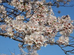 4月3日アルカディア南部総合公園の桜開花状況