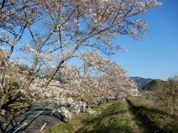 4月6日アルカディア南部総合公園の桜開花状況