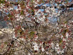 4月6日アルカディア南部総合公園の桜開花状況