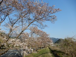4月8日アルカディア南部総合公園の桜開花状況