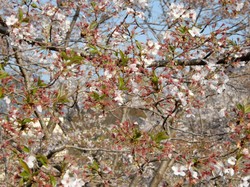 4月8日アルカディア南部総合公園の桜開花状況