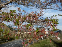4月10日アルカディア南部総合公園の桜開花状況