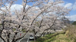 アルカディア　3月30日