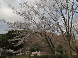3月23日アルカディア南部総合公園の桜の開花状況