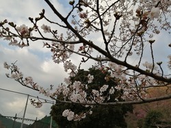 3月23日アルカディア南部総合公園の桜の開花状況