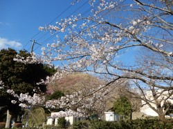 3月25日のアルカディア南部総合公園の開花状況