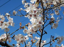 3月25日のアルカディア南部総合公園の開花状況