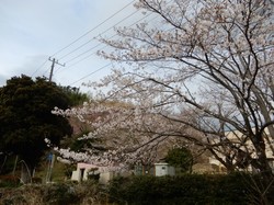 3月27日アルカディア南部総合公園の開花状況