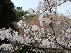 3月27日アルカディア南部総合公園の開花状況