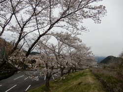 3月30日アルカディア南部総合公園の桜の開花状況