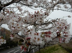 3月30日アルカディア南部総合公園の桜の開花状況