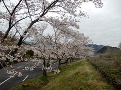 4月1日アルカディア南部総合公園の桜の開花状況