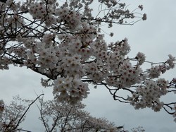4月1日アルカディア南部総合公園の桜の開花状況