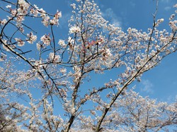 4月6日　アルカディア
