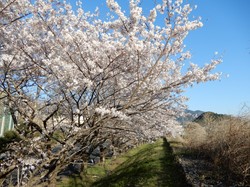 4月3日のアルカディア南部総合公園の桜の開花状況