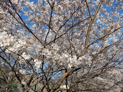 4月3日のアルカディア南部総合公園の桜の開花状況