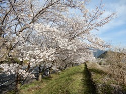 4月5日のアルカディア南部総合公園の桜の開花状況