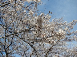 4月5日のアルカディア南部総合公園の桜の開花状況