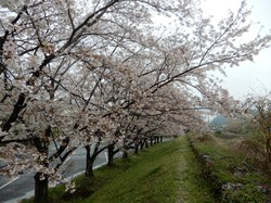 4月8日のアルカディア南部総合公園の桜の開花状況