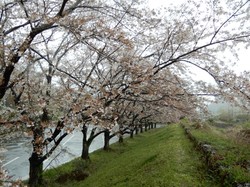 4月10日のアルカディア南部総合公園の桜の開花状況