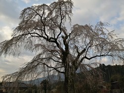 3月23日原間のイトザクラの開花状況