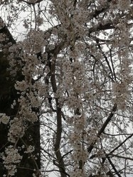 3月23日原間のイトザクラの開花状況