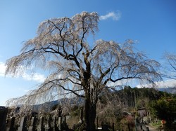 3月25日の原間のイトザクラの開花状況