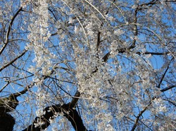 3月25日の原間のイトザクラの開花状況