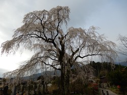 3月27日原間のイトザクラの開花状況