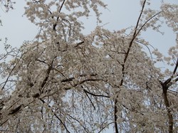 3月27日原間のイトザクラの開花状況