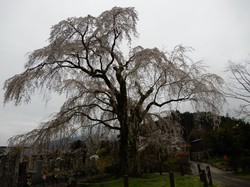 3月30日原間のイトザクラの開花状況