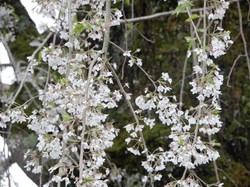 3月30日原間のイトザクラの開花状況