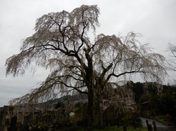 4月1日原間のイトザクラの開花状況