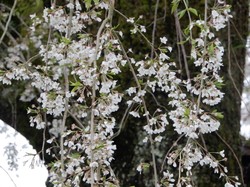 4月1日原間のイトザクラの開花状況