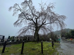 開花状況：3月29日