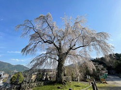 開花状況：4月1日